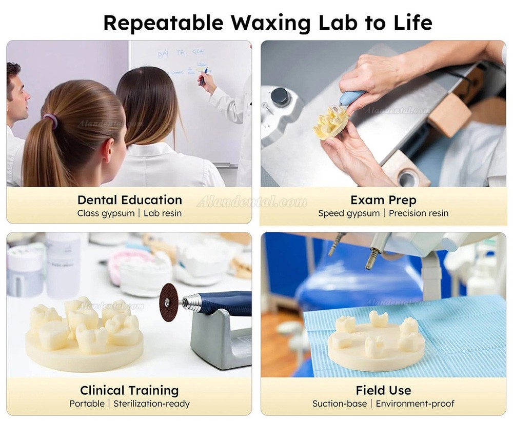 3Pcs/Bag Dental Tooth Morphology Practice Model U6/L6/U4 Positions Training Kit (Gypsum/Resin)